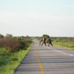 ボツワナ縦断編　パンク地獄とアフリカの車中泊と、象の道。